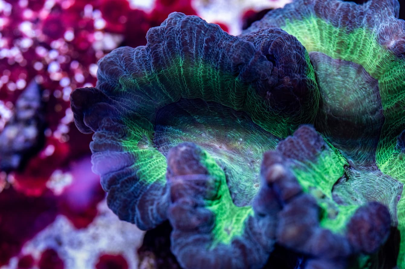 Lettuce coral