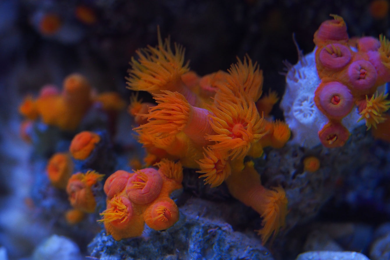 Orange cup coral