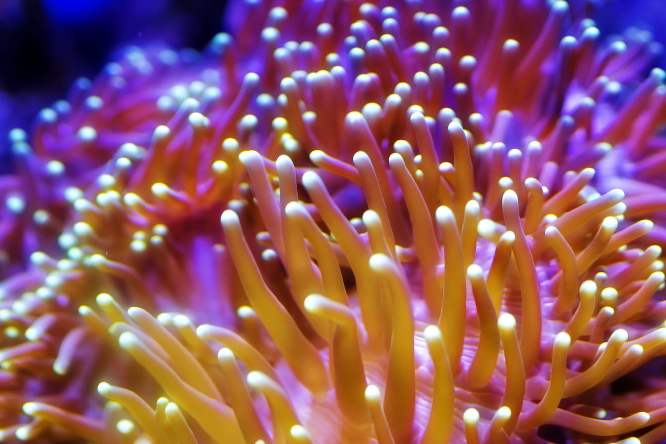Torch coral