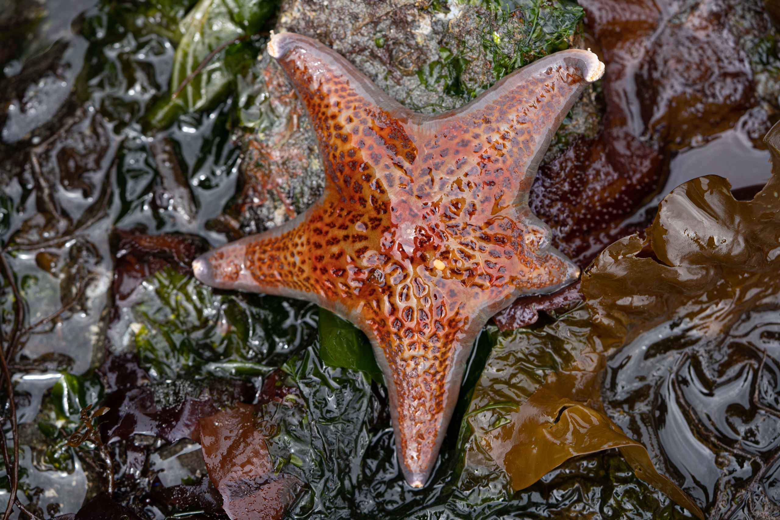 Sea stars on the beach