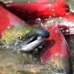 Three salmon swimming up a river.