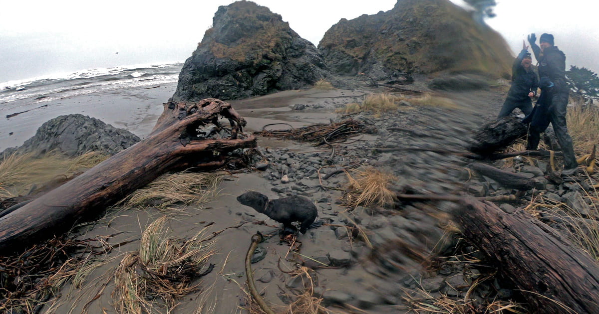 A young fur seal pup moves back towards the ocean on a rocky beach after having a loop of elastic removed from around its neck by authorized and trained rescuers, two of whom can be seen celebrating with a high five to the right of the pup.