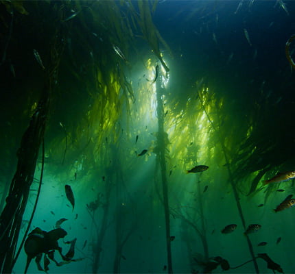 A photo taken from the seafloor looking up into giant kelp beds.