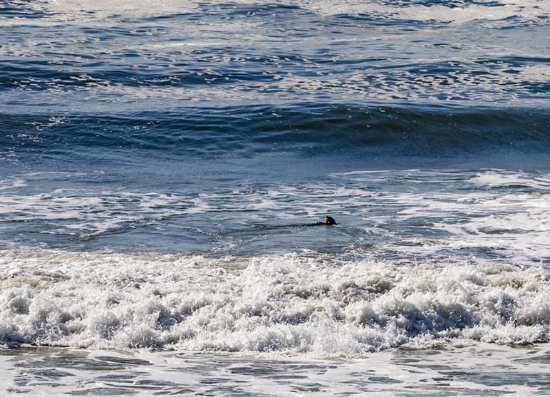 A sea otter floating on its back in the ocean.