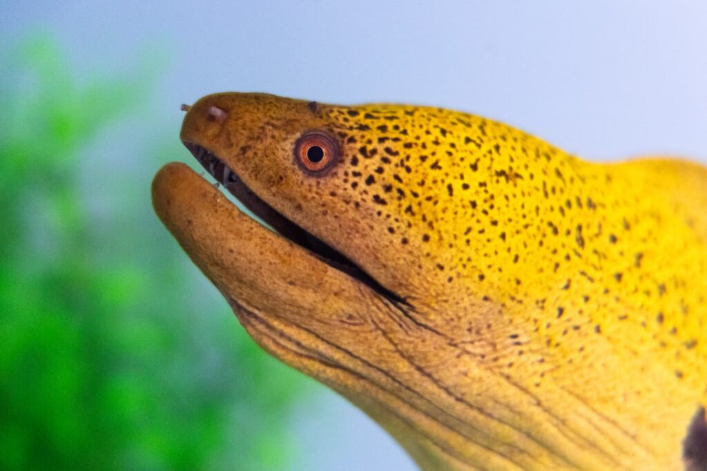 A yellow giant moray eel tilting its face upwards.