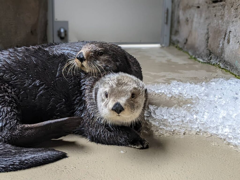 Sea otters Mishka and Sekiu lying down on their stomachs. Mishka is lying on top of Sekiu.