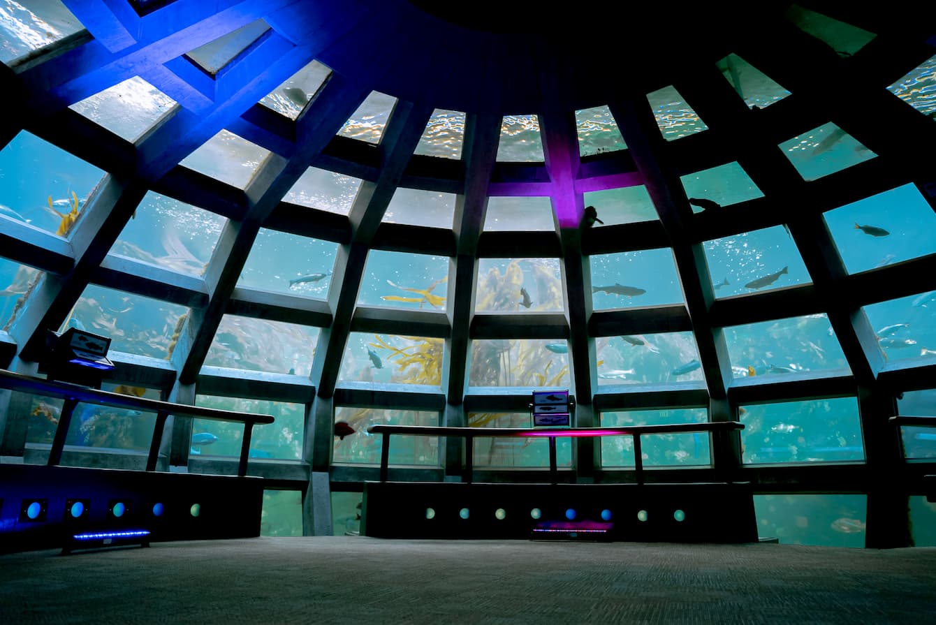 The Underwater Dome lit up with blue and purple lights.