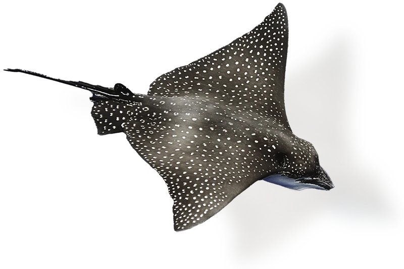 An eagle ray against a transparent background.